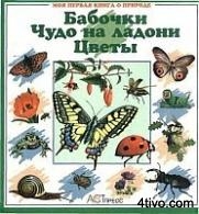 'Бабочки.