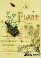 de Plante in hare Ornatmentale Behandeling