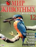 'Мир