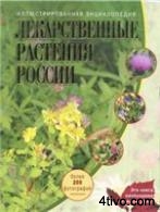 Иллюстрированная энциклопедия ЛЕКАРСТВЕННЫЕ РАСТЕНИЯ РОССИИ
